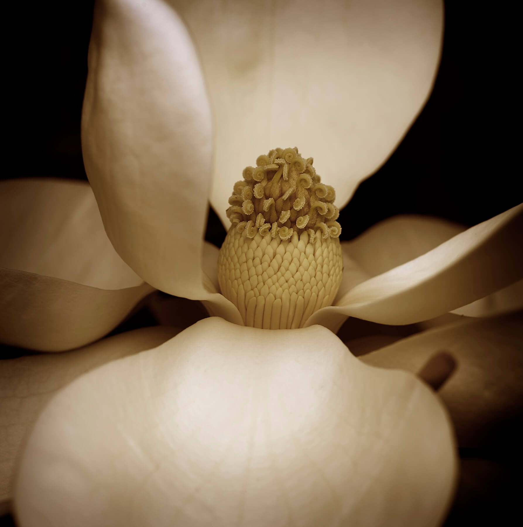"Magnolia 3" by Jack Spencer