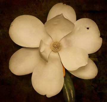 "Magnolia and Bee" by Jack Spencer