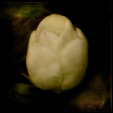 "Magnolia Bud" by Jack Spencer