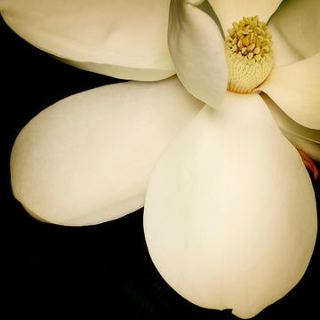 "Magnolia 12" by Jack Spencer